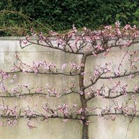 original_0a900e7ad0bfedadbadba02386cb356e