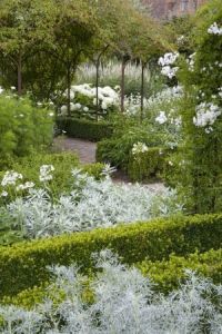 Planting in box hedging and over a pergola in the White Garden at Sissinghurst Castle Garden, near Cranbrook, Kent
