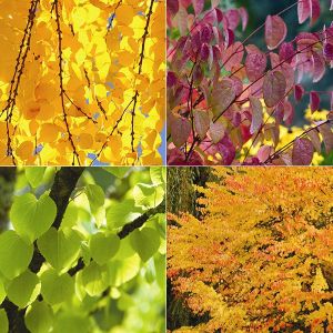 original_5329d46038b420320c2c886ed5a4790e