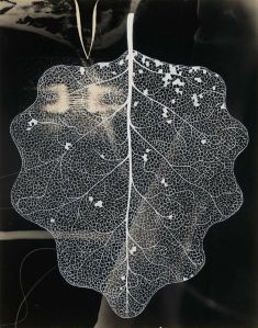 original_8a82c2be7b9b1f9aecbd541877c936ed