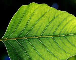 original_8e56a569ea00cc3f2ab236e092bd2e0f