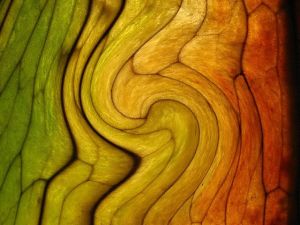 original_a0873f9a0f56dd184bca584955351d9e