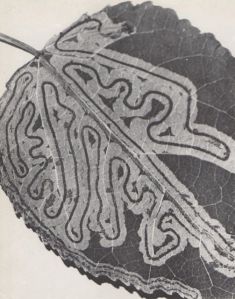 original_bb03a8b0120b6a5a0135a241db4d3555